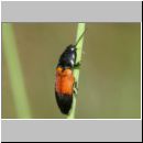 Ampedus balteatus - Schnellkaefer 01a 9mm.jpg